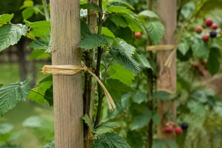 Piquets en bois robustes et liens souples adaptés pour le palissage durable des framboisiers.