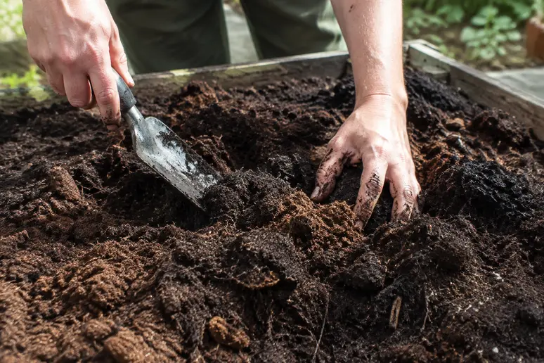 Mains mélangeant de la terre de bruyère et du compost pour préparer le sol avant de planter un myrtillier.