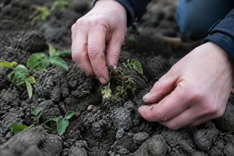 Jeunes pousses irrégulières en difficulté dans une terre de jardin froide et compacte