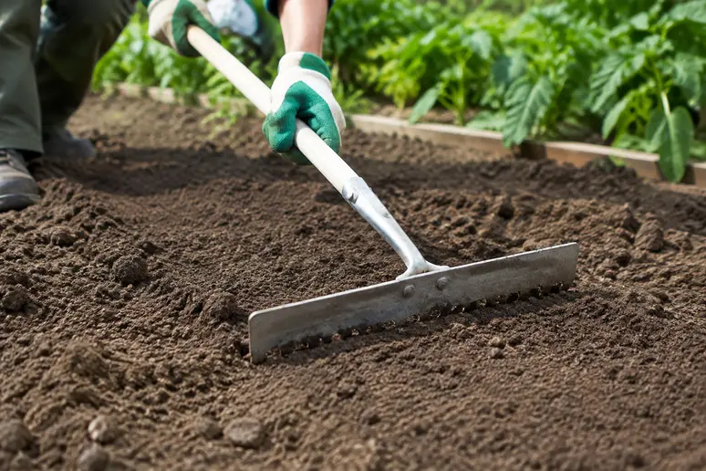 Mains affinant la surface de la terre pour préparer le lit de semence
