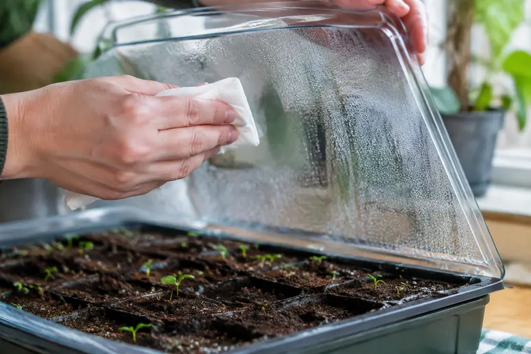 Mains essuyant la condensation sous le couvercle transparent d'une terrine de semis remplie de terreau humide