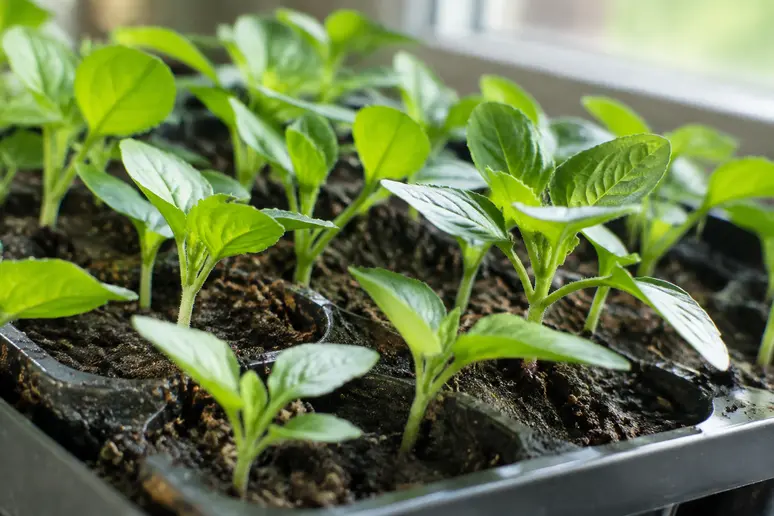 Jeunes plantules de semis en terrine développant leurs premières feuilles vraies avant le repiquage en godets