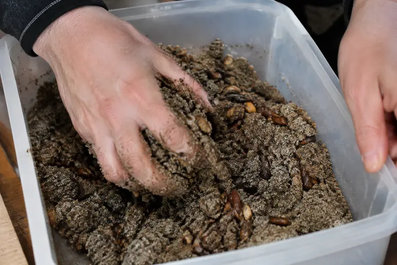 Mains mélangeant des graines avec du sable humide dans un contenant pour la stratification